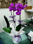 Çiçekçi - İkili Mor Orkide